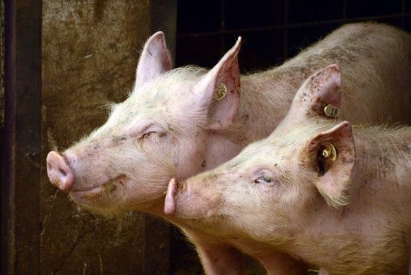 EURL Palut : 1ère exploitation porcine certifiée ISO 50001